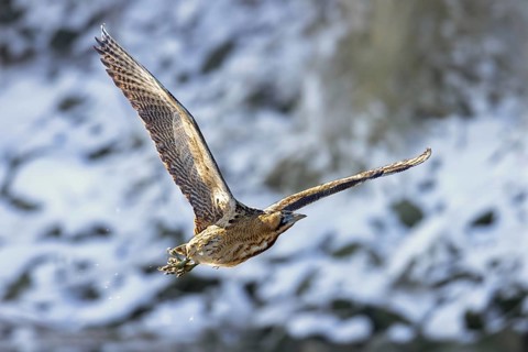 Eurasian bittern, great bittern (Botaurus stellaris) flying over snow covered reed bed, reedbed
