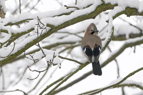 Eurasian Jay (Garrulus glandarius), Saxony, Germany