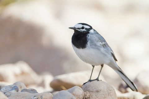 Moroccon Wagtail - Bachstelze - Motacilla alba ssp. subpersonata, Morocco