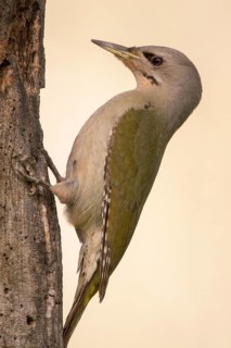 Grey-headed Woodpecker (Picus canus) female climbing up tree, Romania
