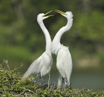 Great Egret (Ardea alba), Texas, USA