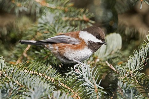 Chestnut-backed Chickadee Poecile rufescens rufescens Seward, Alaska, United States March Adult