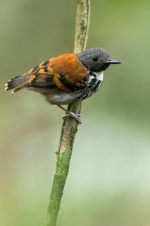 Spotted Antbird (Hylophylax naevioides) perched on a branch in Panama