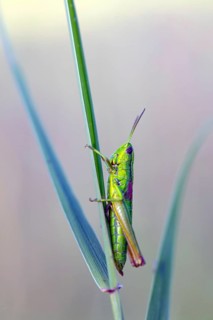 Small gold grasshopper, (Euthystira brachyptera), Chrysochraon brachyptera, grasshopper,