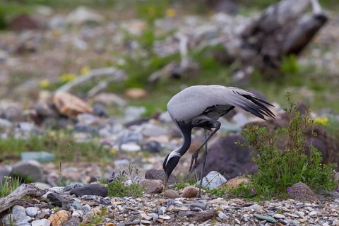 Virgin Crane (Grus virgo) breeding adult bird standing in a riverbed at the bird's nest over two