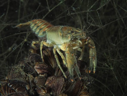 A crayfish (Faxonius limosus), American crayfish, invasive species, sits on a pile of quagga