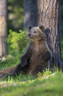 Eurasian Brown Bear (Ursus arctos) cub resting on forest floor leaning against tree, Finland