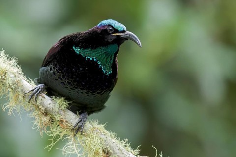 Paradise Riflebird (Ptiloris paradiseus) perched on a branch in eastern Australia
