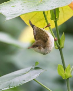Brown-backed Honeyeater (Ramsayornis modestus), Queensland, Australia