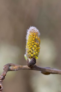 Inflorescence of willow (Salix caprea), willow catkins, willow, flower, blossom, spring, tree,