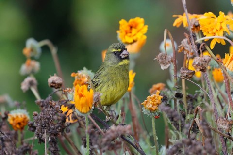 Black-chinned Seedeater (Crithagra scotops), Forest Seedeater, adult, male, foraging, on the