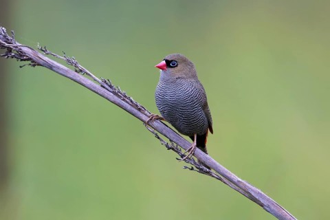 Beautiful Firetail (Stagonopleura bella) perched on a branch, Victoria, Australia