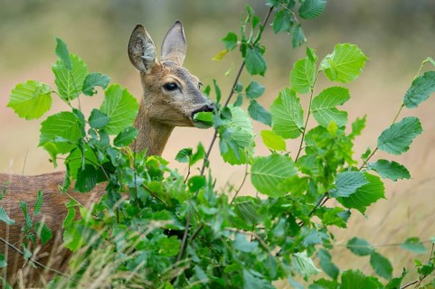Female roe deer (Capreolus capreolus) in a meadow, grazing on a leaf, feeding, browsing, Vechta,