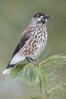 Spotted Nutcracker (Nucifraga caryocatactes), St. Gallen, Switzerland