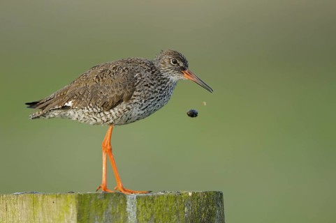 Rotschenkel (Tringa totanus), Redshank, Altvogel auf Sitzwarte, wuergt Speiballen aus, Mai,