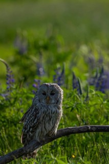 One Ural owl (Strix uralensis) sitting on a branch lying in a field of flowering lupines in late