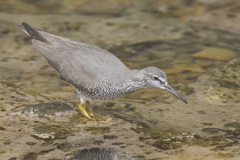 Wandering Tattler (Tringa incana), Ecuador