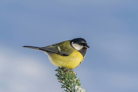 Great Tit (parus major) Great Tit • Baden-Württemberg, Germany, Baden-Württemberg, Federal Republic