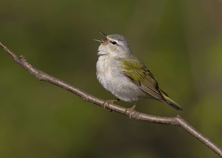 Tennessee Warbler, male