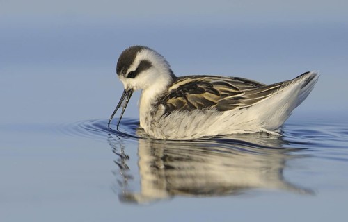 Red-necked Phalarope (Phalaropus lobatus), British Columbia, Canada
