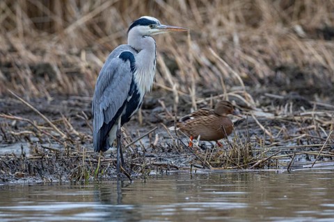 Grey heron (Ardea cinerea) Germany