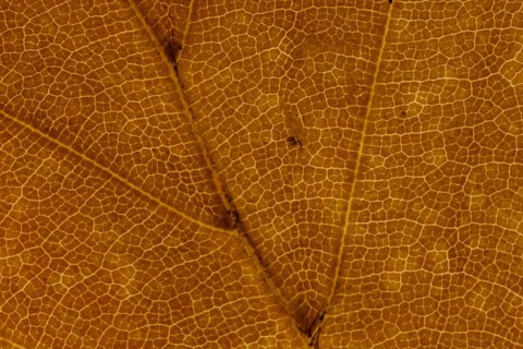 Common beech tree (Fagus sylvatica) close up of a single autumn colour leaf, England, United