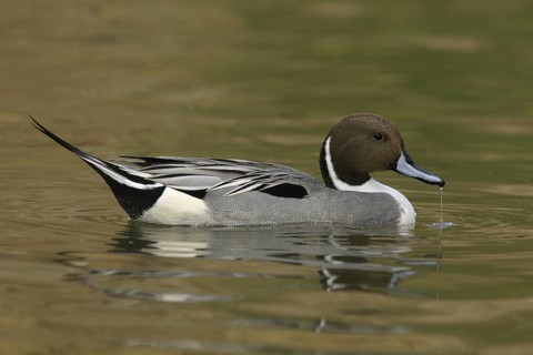 Northern Pintail (Anas acuta) male, Arizona, USA