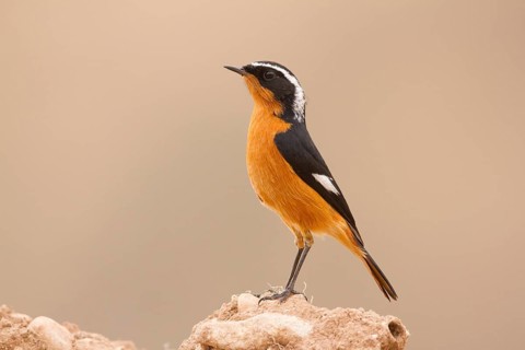 Moussier's Redstart (Phoenicurus moussieri) male, Morocco