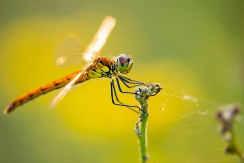 Marsh dragonfly (Sympetrum depressiusculum), Ahlhorn, Lower Saxony, Germany