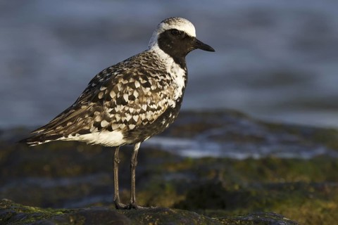 Grey Plover (Pluvialis squatarola), Asturias, Spain