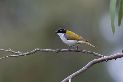 White-naped Honeyeater (Melithreptus lunatus), Victoria, Australia