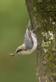 Brown-headed Nuthatch (Sitta pusilla), Texas, USA