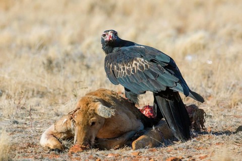 Wedge-tailed Eagle (Aquila audax) feeding on Red kangaroo (Macropus rufus) carrion, South