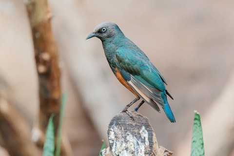A female red-winged starling (Onychognathus morio) sits on a cut branch. Ethiopia, Kenya, Tanzania,