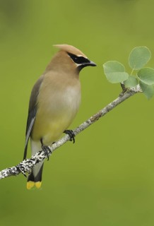 Cedar Waxwing (Bombycilla cedrorum), British Columbia, Canada
