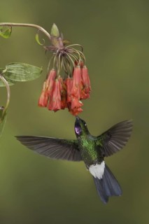 Tourmaline Sunangel (Heliangelus exortis), Ecuador