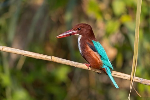 Brown kingfisher, (Halcyon smyrnensis), family of kingfishers, on perch, animals, birds, Israel