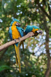 Yellow-breasted Macaw (Ara ararauna) Costa Rica
