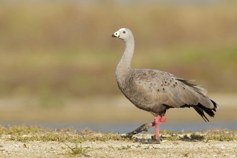 Cape Barren Goose (Cereopsis novaehollandiae), Victoria, Australia