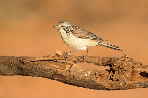 Striped Honeyeater (Plectorhyncha lanceolata) perched on a big branch, Queensland, Australia