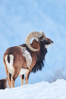 European mouflon (Ovis aries musimon) ram on a snowy meadow in the mountains in tirol, Kitzbühel,