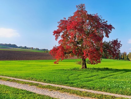Red discoloured pear tree (Pyrus), standing in a meadow, Beinwil, Freiamt, Canton Aargau,