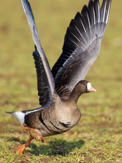 Greater White-fronted Goose (Anser albifrons) taking flight, North Rhine-Westphalia, Germany