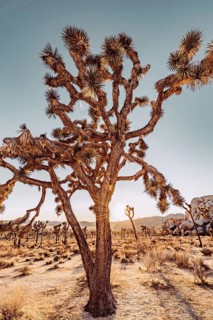 Sunset in Joshua Tree National Park