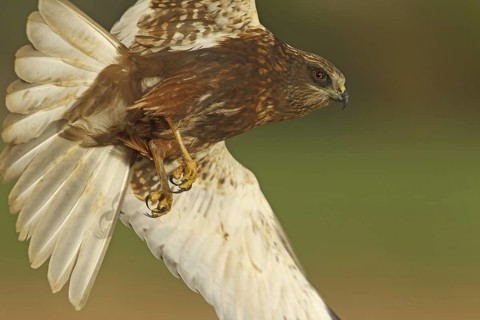 Western Marsh Harrier (Circus aeruginosus) flying, Rhineland-Palatinate, Germany