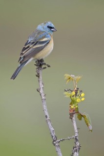 Lazuli Bunting (Passerina amoena), British Columbia, Canada
