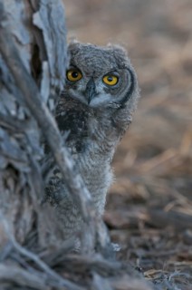 Spotted Eagle-owl (Bubo africanus) juvenile, Northern Cape, South Africa
