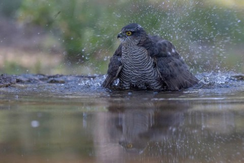 Sparrowhawk (Accipiter nisus), bathing, Catalonia, Spamia
