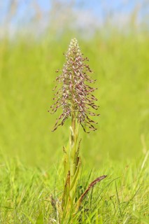 Goat's tongue (Himantoglossum hircinum), with open white-purple flowers, orchids, orchid, orchid