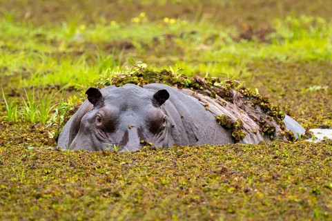 Hippopotamus (Hippopatamus amphibius) hiding in the swamp, Xakanaxa, Okavango Delta, Moremi Game